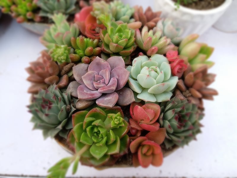 Succulent Meat Dishes